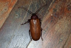 Agrianome spinicollis