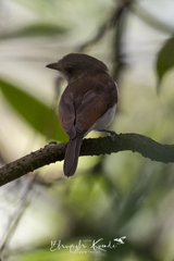 Pachycephala cinerea