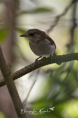 Pachycephala cinerea