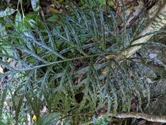 Pteris umbrosa