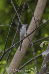 Pericrocotus divaricatus