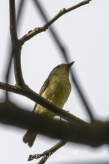 Ficedula zanthopygia