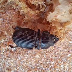Acanthoscelis ruficornis
