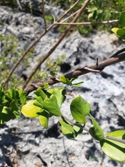 Jacquemontia cayensis