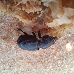 Acanthoscelis ruficornis