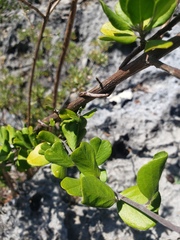Jacquemontia cayensis