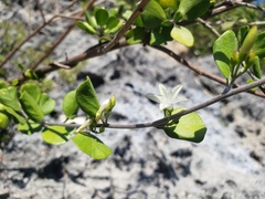 Jacquemontia cayensis