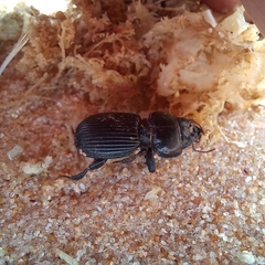 Acanthoscelis ruficornis