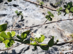 Jacquemontia cayensis