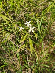 Jasminum simplicifolium