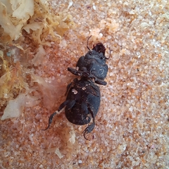 Acanthoscelis ruficornis