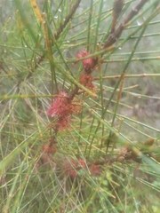 Allocasuarina verticillata