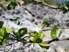 Jacquemontia cayensis