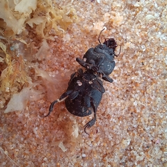 Acanthoscelis ruficornis