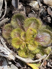 Drosera whittakeri