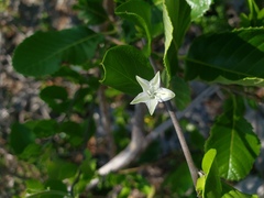Jacquemontia cayensis