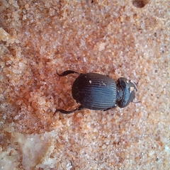 Acanthoscelis ruficornis