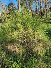 Jasminum simplicifolium