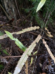 Knightia excelsa