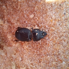 Acanthoscelis ruficornis