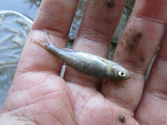 Cyprinella lutrensis