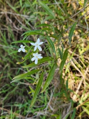 Jasminum simplicifolium