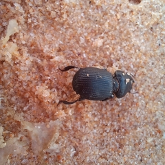 Acanthoscelis ruficornis
