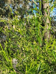 Jasminum simplicifolium