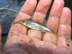 Cyprinella lutrensis