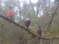 Allocasuarina verticillata