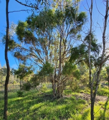 Melaleuca irbyana