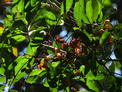Cupaniopsis foveolata