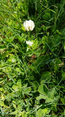 Trifolium repens
