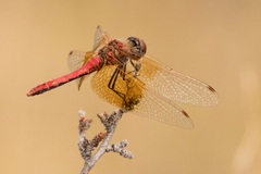 Sympetrum semicinctum occidentale