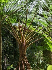 Cyathea cooperi