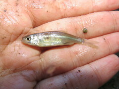 Cyprinella lutrensis