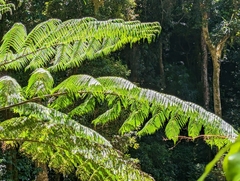Cyathea cooperi
