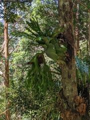 Platycerium superbum