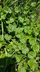 Modiola caroliniana