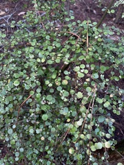 Coprosma rhamnoides