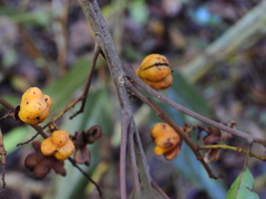 Cupaniopsis foveolata