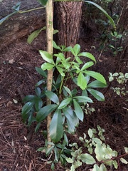 Pseudopanax lessonii