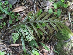 Blechnum patersonii