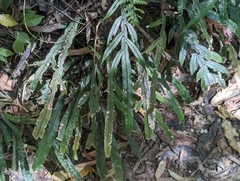Blechnum patersonii