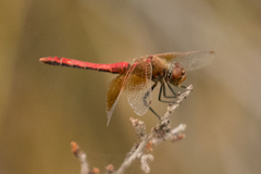 Sympetrum semicinctum occidentale