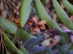Cupaniopsis foveolata