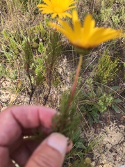 Ursinia paleacea