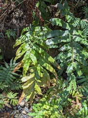 Blechnum wattsii