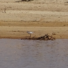 Charadrius ruficapillus