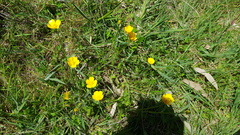 Ranunculus lappaceus
